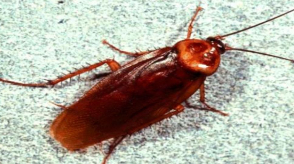 СТОП на хлебарки, бълхи, дървеница... ПРОМО ЦЕНА-35 ЛВ. .