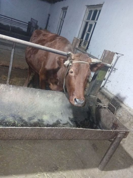 Ona bola sigir sotiladi