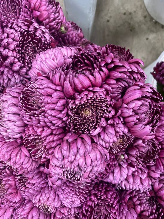 Цветы розы, лизиантусы, хризантемы,