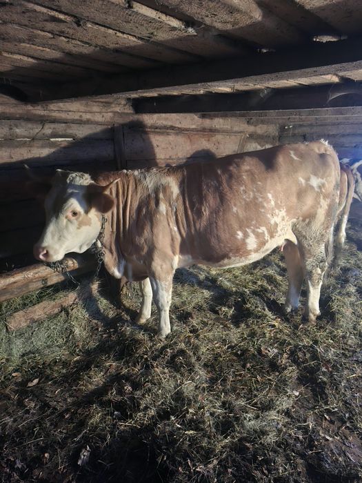 Vand juninca baltata romaneasca