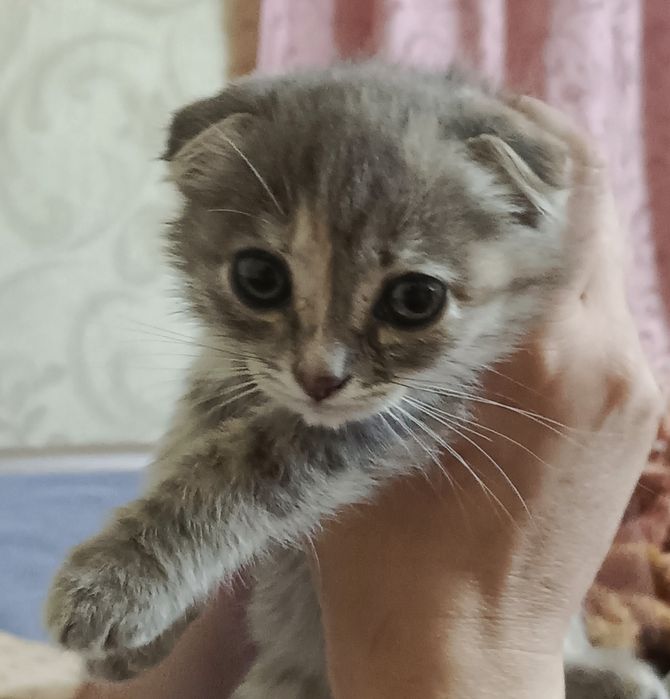 Отдам  вислоухого котенка