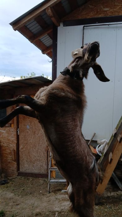Vând țap anglonubian