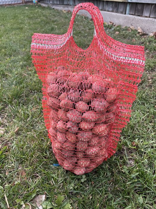 Nuci in coaja productie 2025