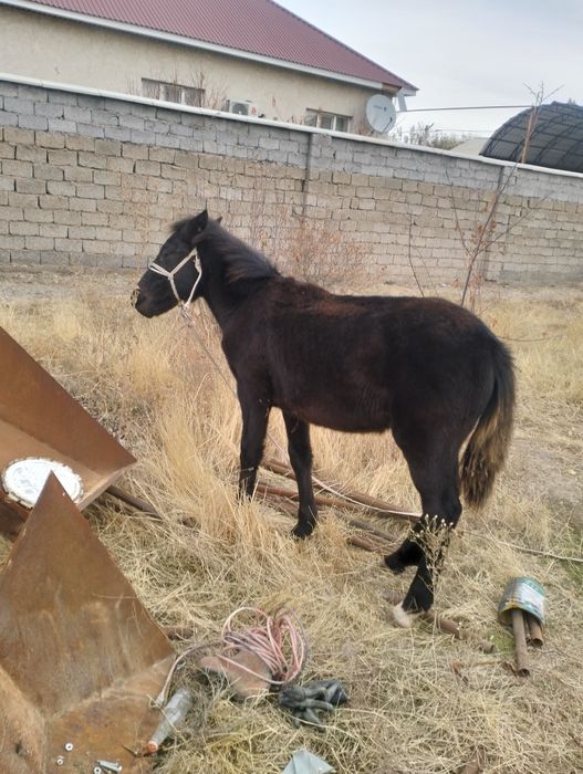 Тай сатылады еті жаксы жем жептұр