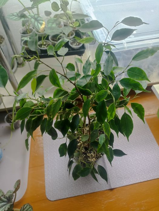 Продается Фикус Бенджамина