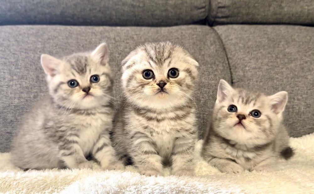 Британска късокосместа