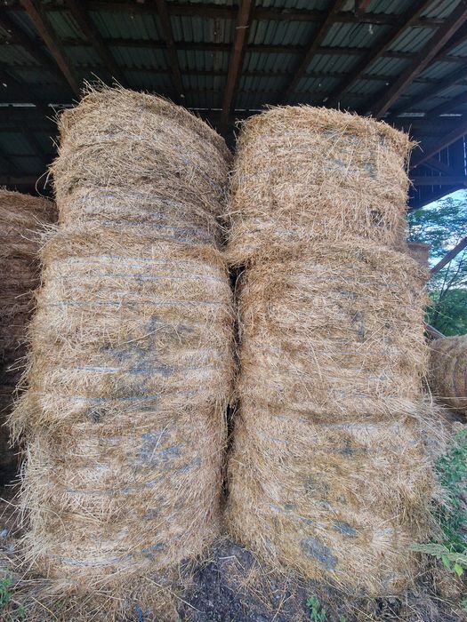 Vand Baloti de Lucerna de Calitate