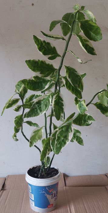 Педилантус комнатный цветок