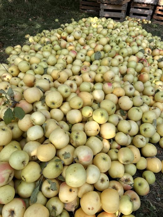 Яблоки  Золотой Айдарлет 2 сорт