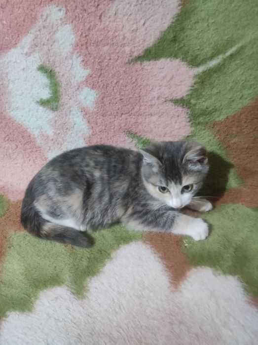 Котенок на Счастье