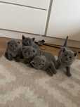 Pisica british shorthair