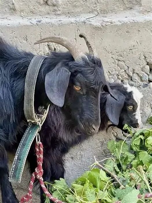 Echki. Козел. Goat. Echki tirik vazniga oʻlchab sotiladi 60-ming