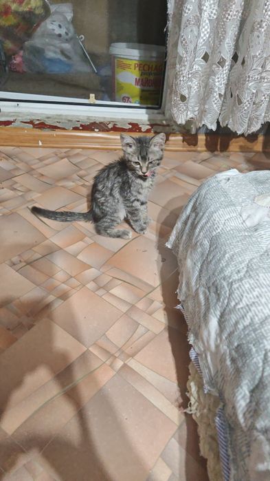 Котёнок 2месяца в хорошие руки
