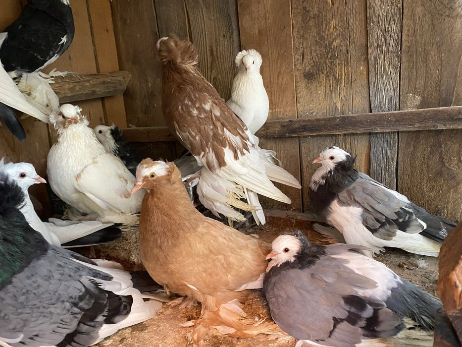 Uriasi maghiari de vânzare