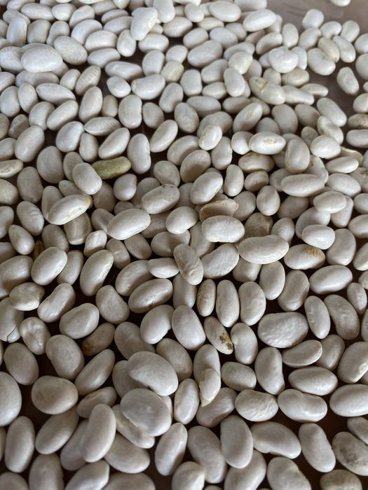 Producator vand fasole boabe alba an 2025