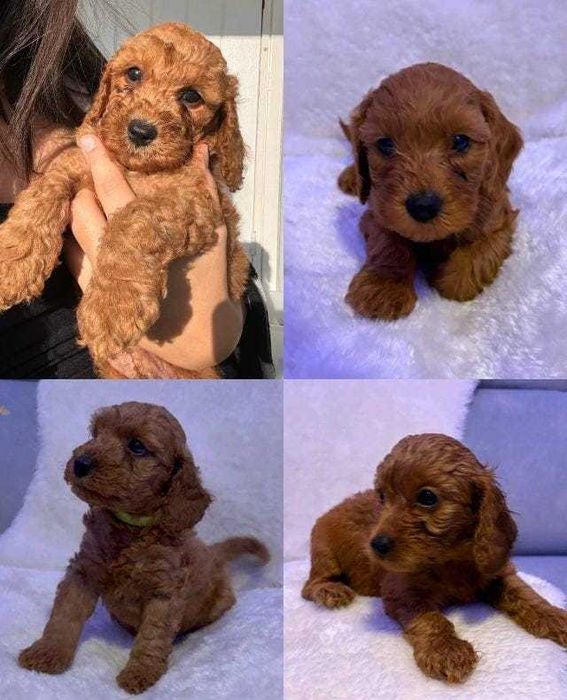 Căței adorabili de Cavapoo Fox Red