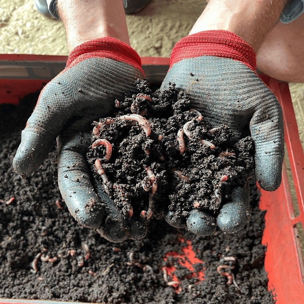 Vermicompost / biohumus granulat - îngrășământ 100% natural, 10 kg