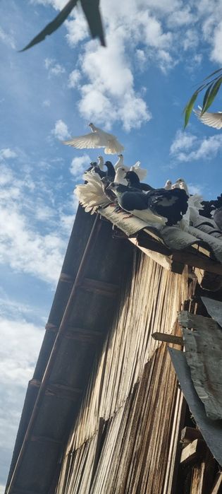 Vând porumbei rotati