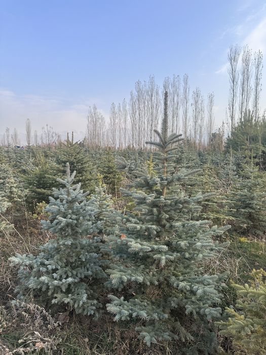 Саженцы. Туя. Сосна. Хвойные деревья. Ели. Тополь. Барбарис.Кустарники