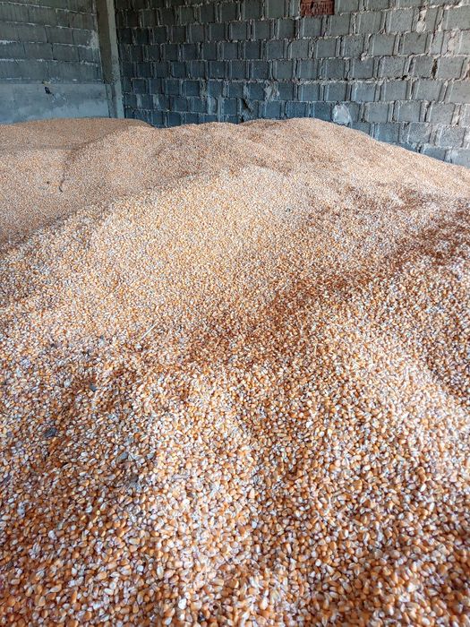 Vând porumb boabe 2025