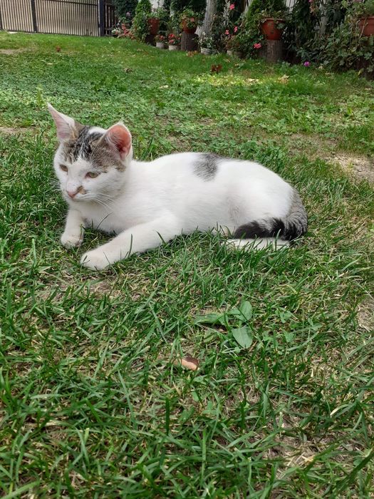 Pisica spre adopție