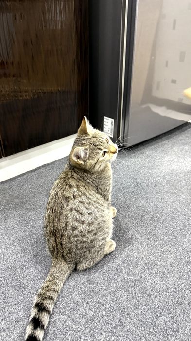 Котенок.  Мушукча