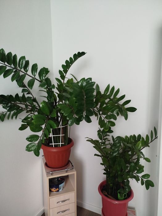 Долларовое дерево