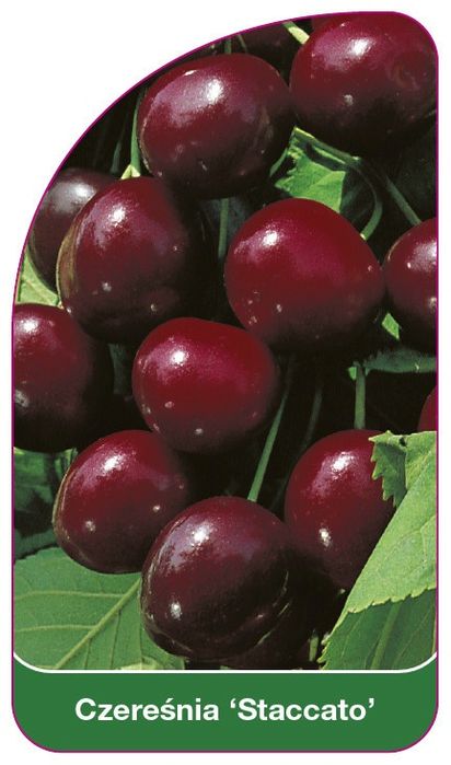 Pomi fructiferi : Cireș staccato soi târziu