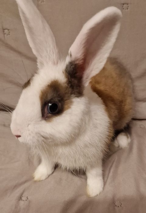 Iepure mascul 5 luni