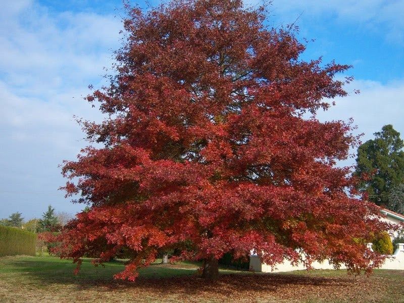 Ghindă de stejar roșu