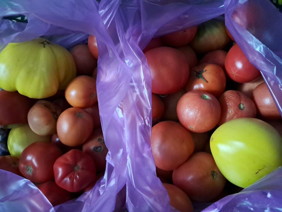Продам помидоры  баклажаны перец    домашние