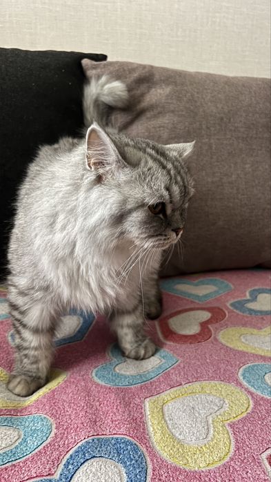 Продам кота, британец