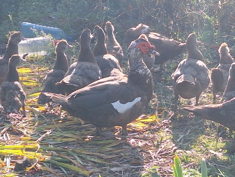 Vând rațe leșești mute