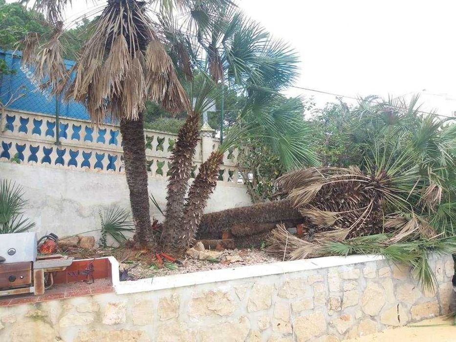 Amenajare grădini,toaletare pomi,scarificare-insamantare gazon!