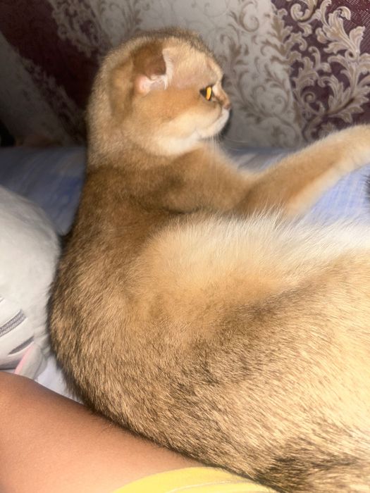 Продается кошка, золотистая шиншилла, 1,5 года