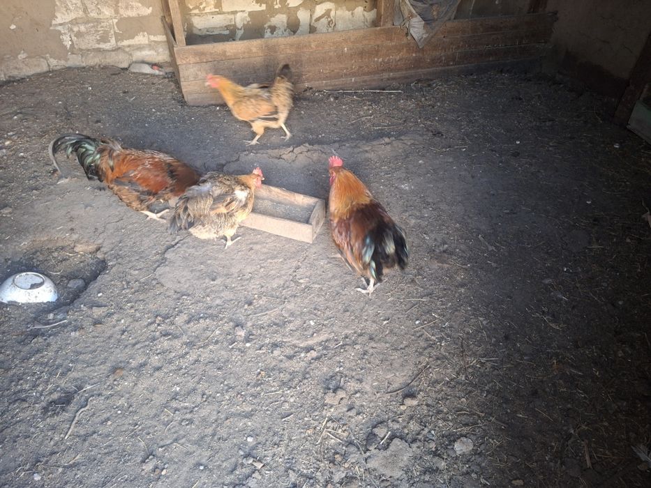 Продам домашних курей