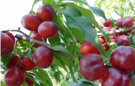 Pomi fructiferi clasici nectarini