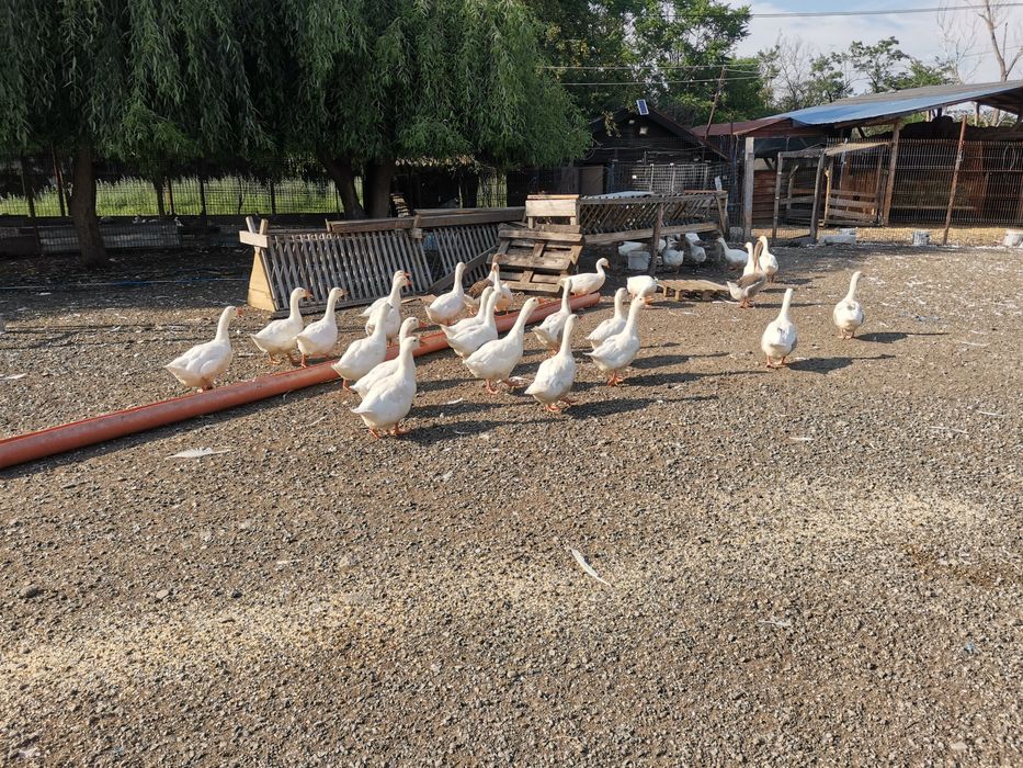 Gâște românești de vanzare