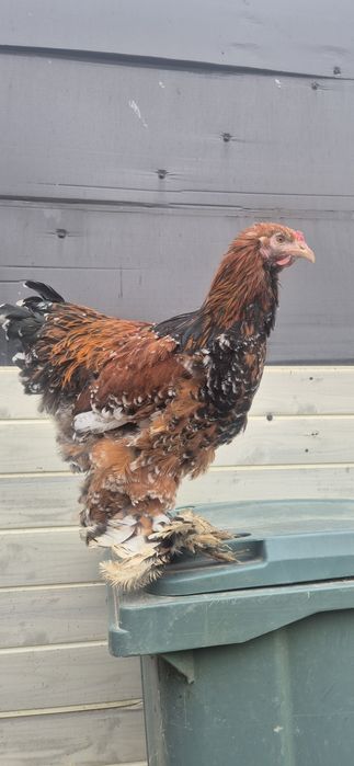 Vand Cocosi Brahma Portelan