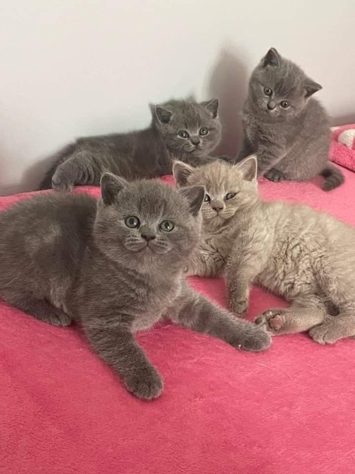 Продам британских котят