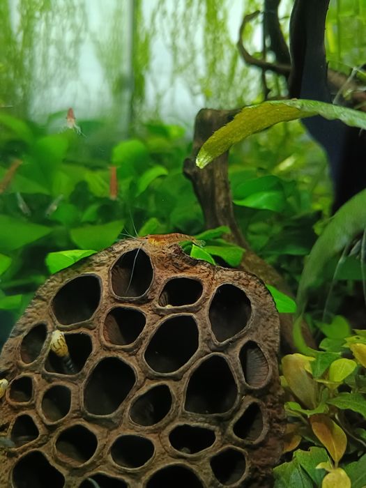 Creveti rosii acvariu red cherry