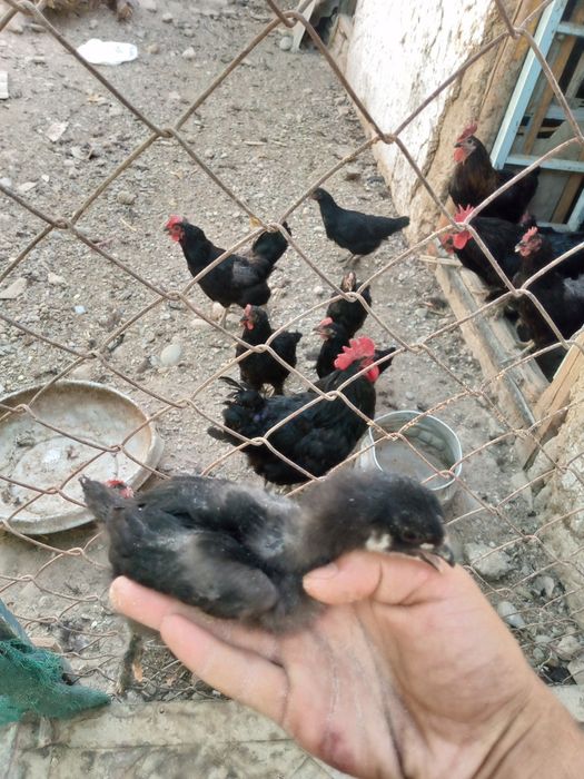 Qora shag'zoda tozasi