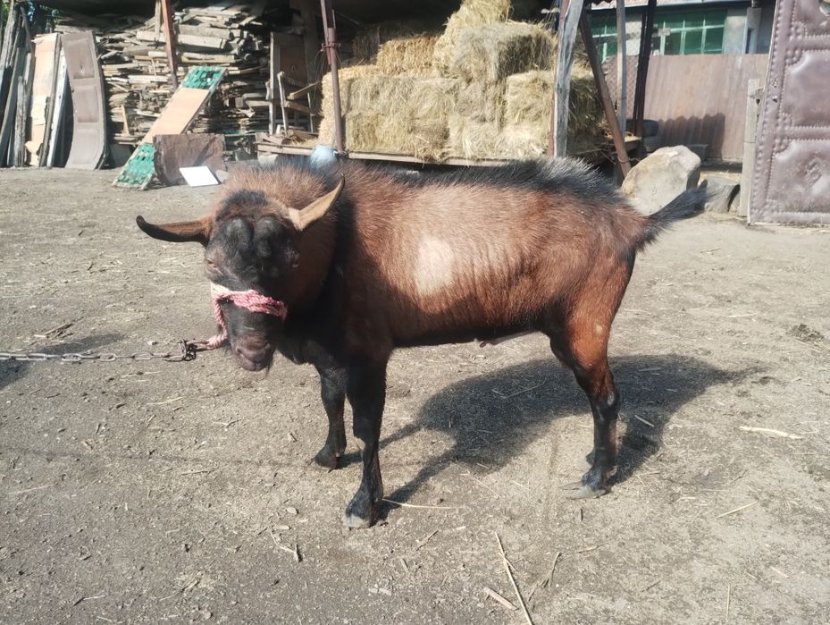 Vând/ schimb țap alpin