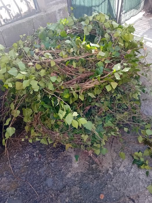 Vând iederă plantă cu frunza veșnic verde