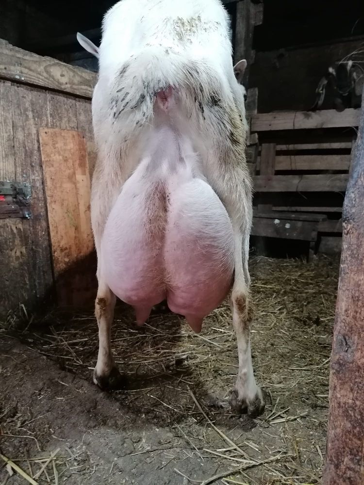 Vand capra sannen la a patra fatare foarte buna de lapte