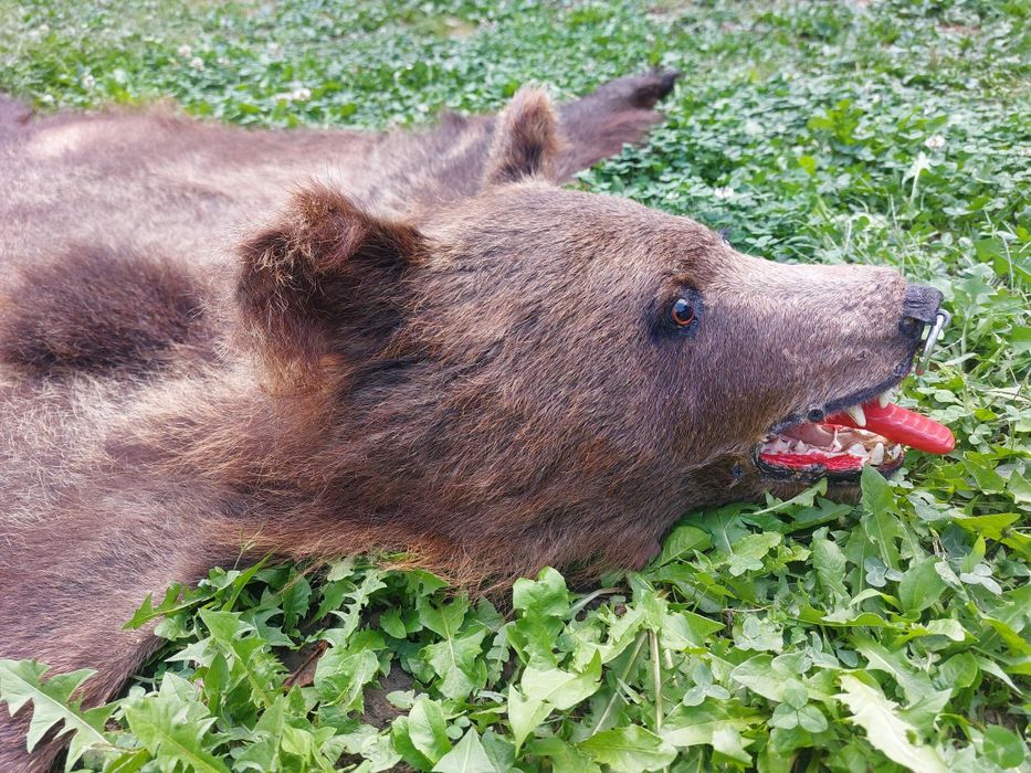 Blana de urs/piele de urs