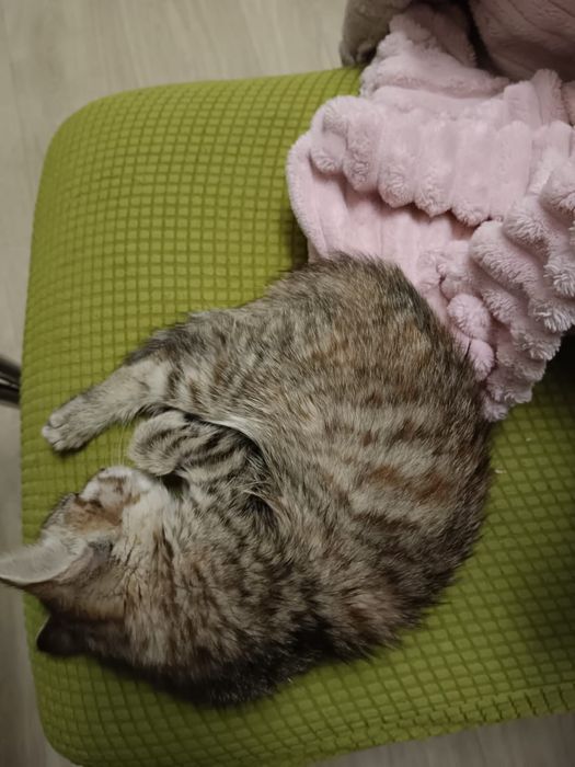 Котенок девочка