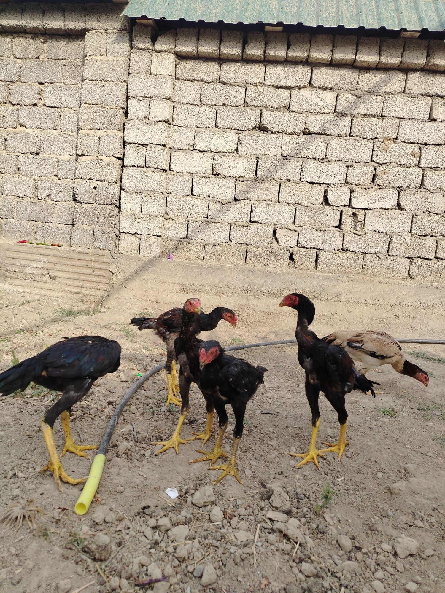 Dakan jo'jala sotiladi
