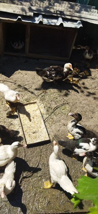 Продам утят мускусной утки(Индоутки)