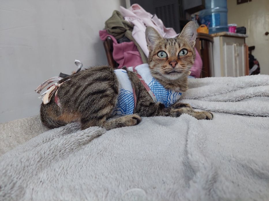 Кошка ищет любящую семью и дом
